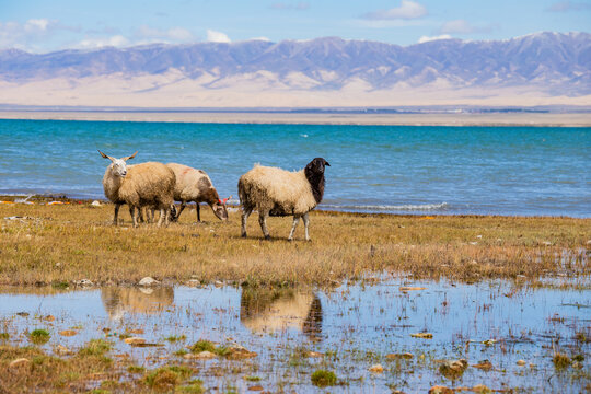 青海湖边的绵羊