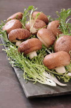 象形香菇包磨菇包