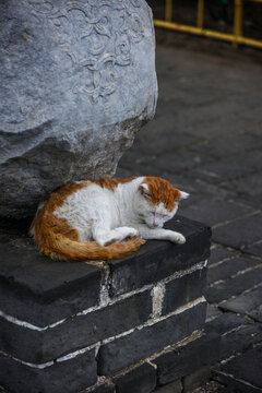 圆明园里慵懒的猫