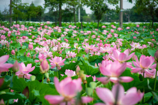 荷花池