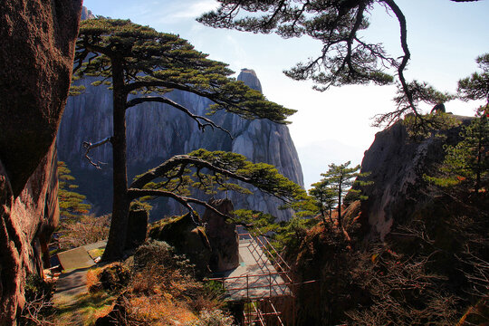 黄山迎客松