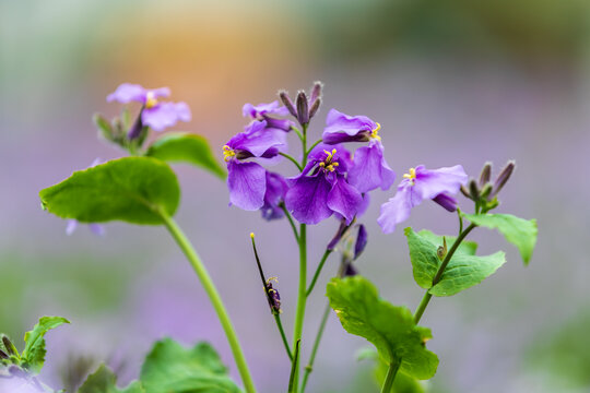 彩色观赏性杂交油菜花