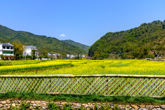 玉山太甲山风景区春季油菜花海