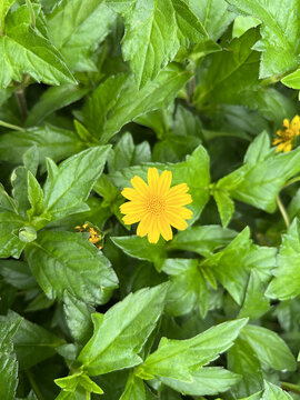 黄色菊花蟛蜞菊