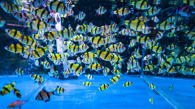 鱼缸喂养一群花色金鱼