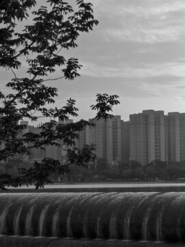 远离城市的树