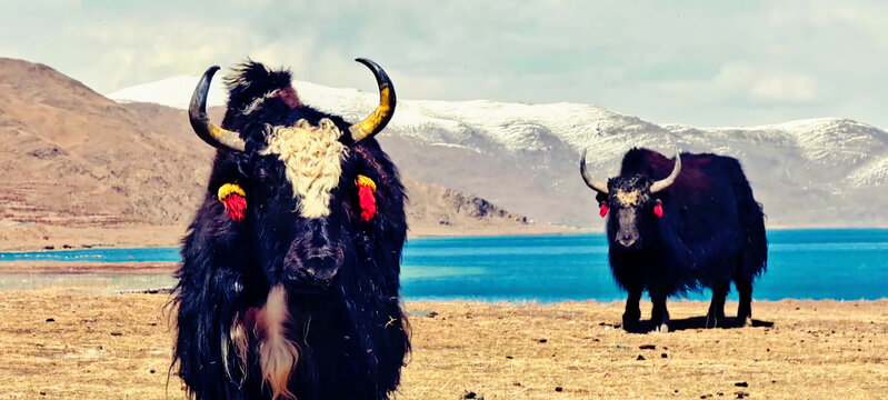 雪山脚下的牦牛