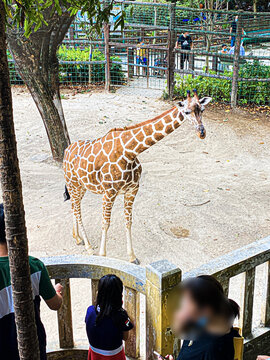 动物园俯拍长颈鹿