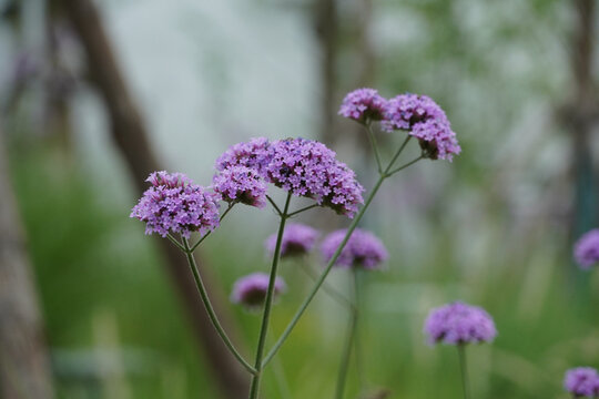 紫色的马鞭草花