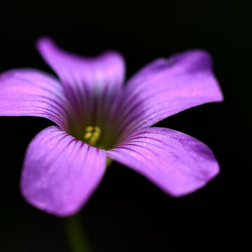 三叶草花