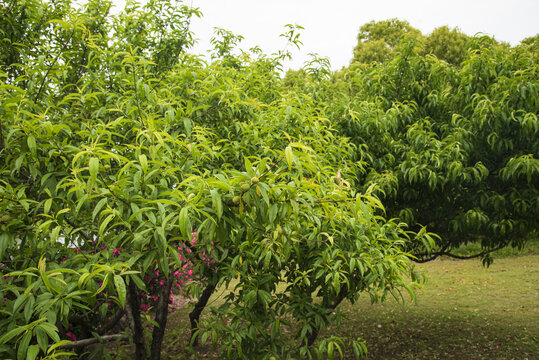 桃花树