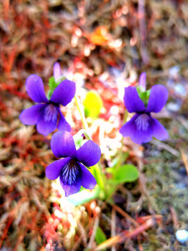 野生紫花地丁