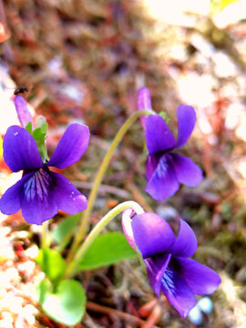 野生紫花地丁