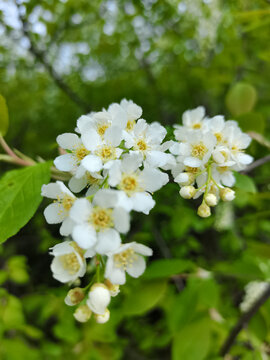 野生稠李子花