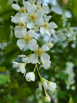 野生稠李子花