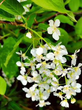 野生稠李子花