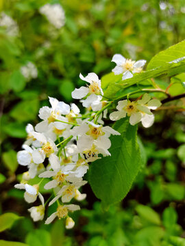 野生稠李子花