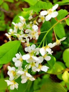 野生稠李子花