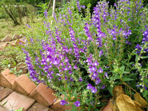 黄芩
