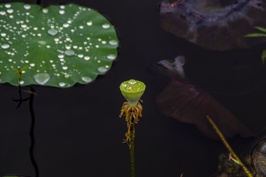 荷塘荷花