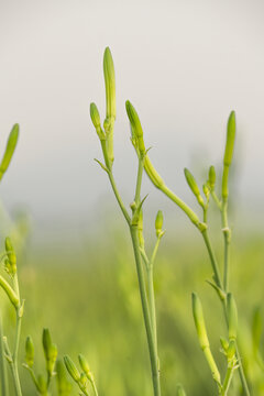 金针黄花菜