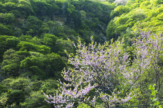 紫荆花开