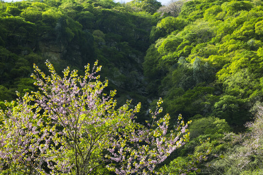 秦岭紫荆花