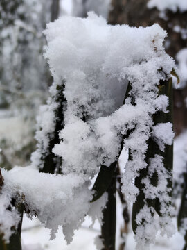 雪