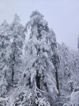 大雪压青松