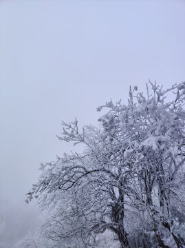 雪压树枝