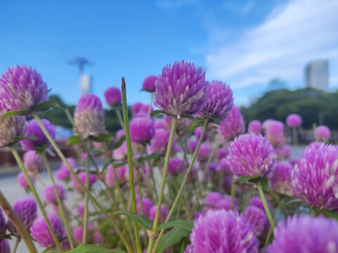 紫色小花朵