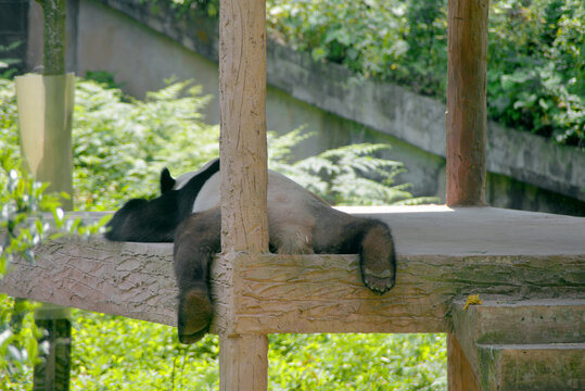 雅安碧峰峡基地熊猫睡觉