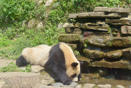 雅安碧峰峡喝水的幼年熊猫