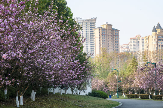 凤凰湖湿地公园开放的樱花
