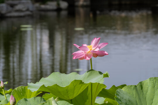 池塘中盛开的荷花特写