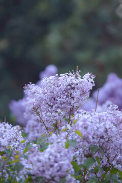 丁香花特写