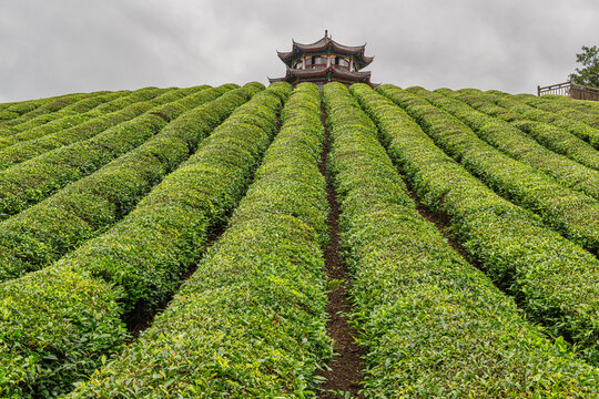 高屯茶园