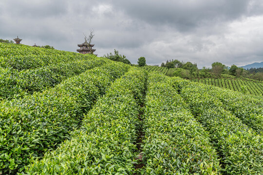 高屯茶园