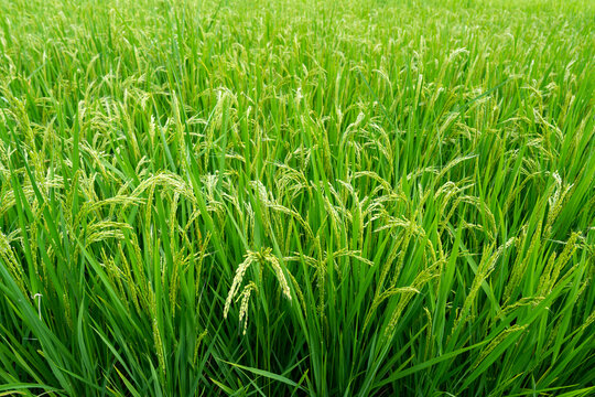 晴空下绿油油的稻田