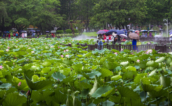 深圳洪湖公园荷塘荷花风景