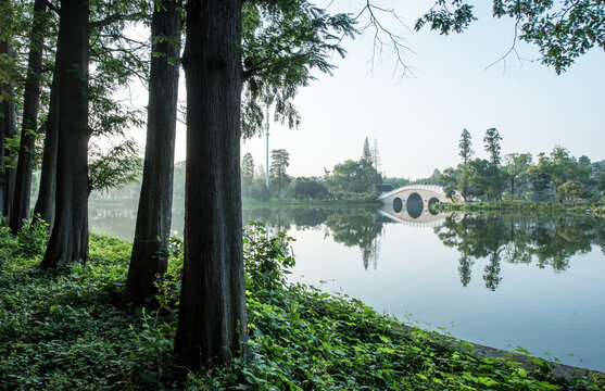 树林晨雾湖面