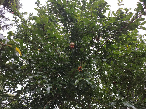 石榴树