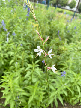 马鞭花