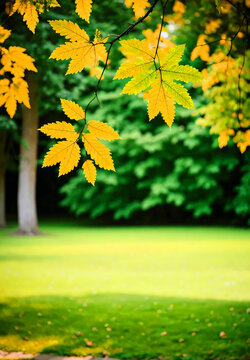 秋天公园黄色落叶树叶前景装饰