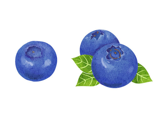 手绘水彩肌理蓝莓插画