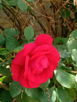 月季花