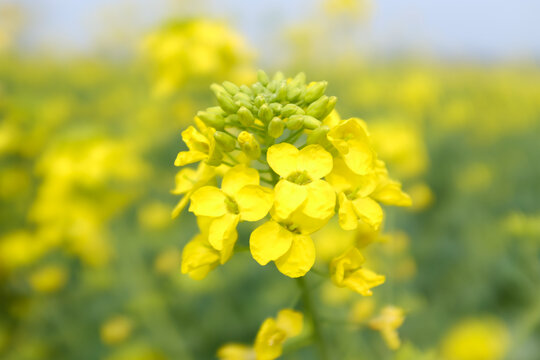 油菜花