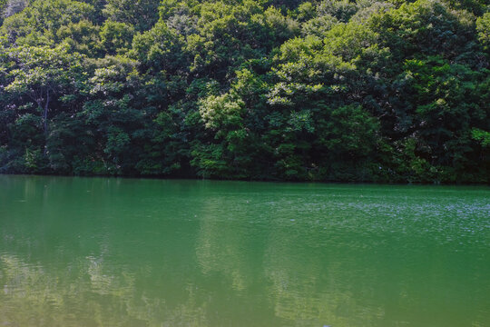 夏日森林