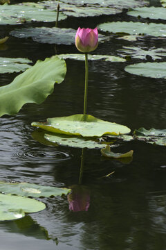 荷花