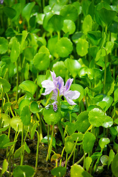 雨久花